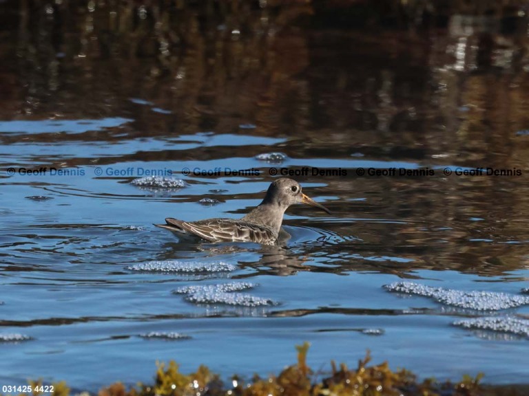PUSA-BA_Purple-Sandpiper