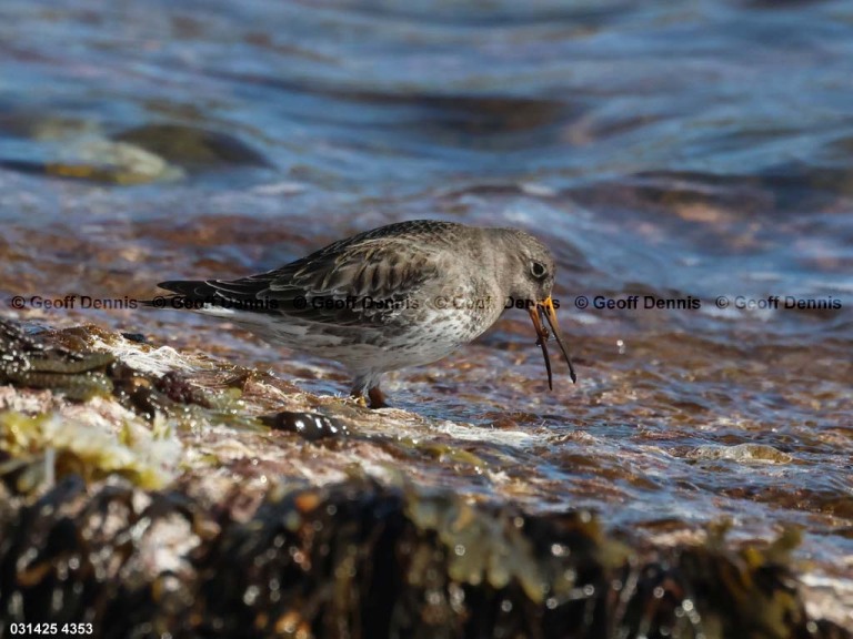 PUSA-BB_Purple-Sandpiper