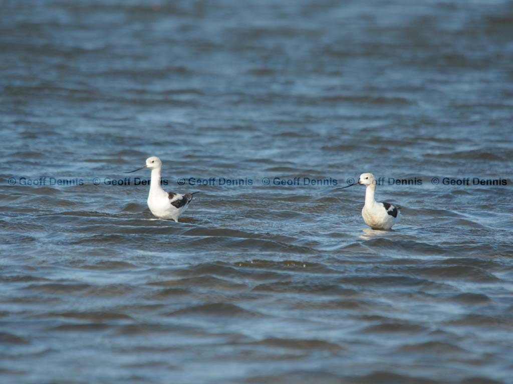 rarities_American-Avocet-1