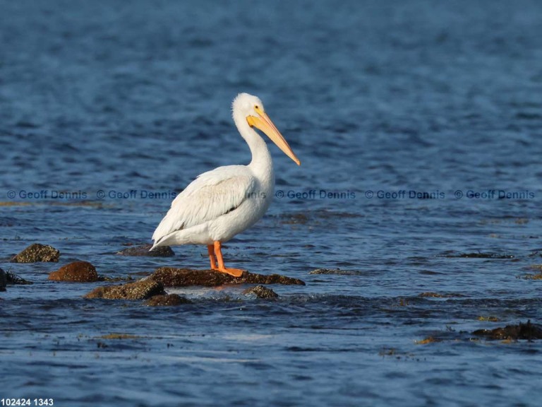 rarities_American-White-Pelican