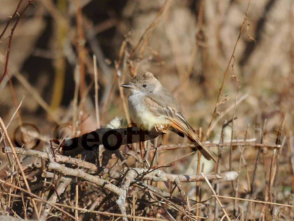 rarities_Ash-throated-Flycatcher