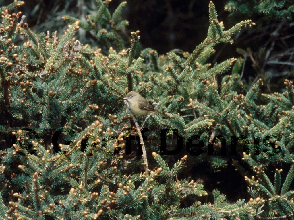 rarities_Bells-Vireo