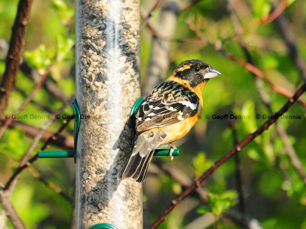 rarities_Black-headed-Grosbeak