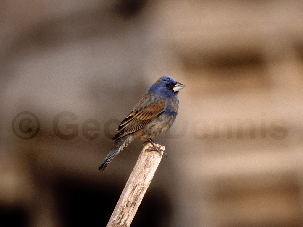 rarities_Blue-Grosbeak_b