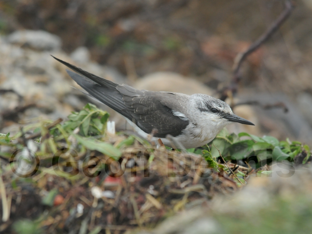 rarities_Bridled-Tern