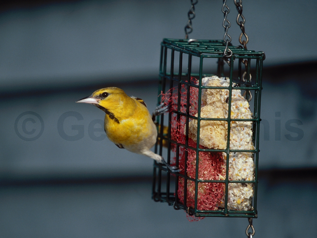 rarities_Bullocks-Oriole