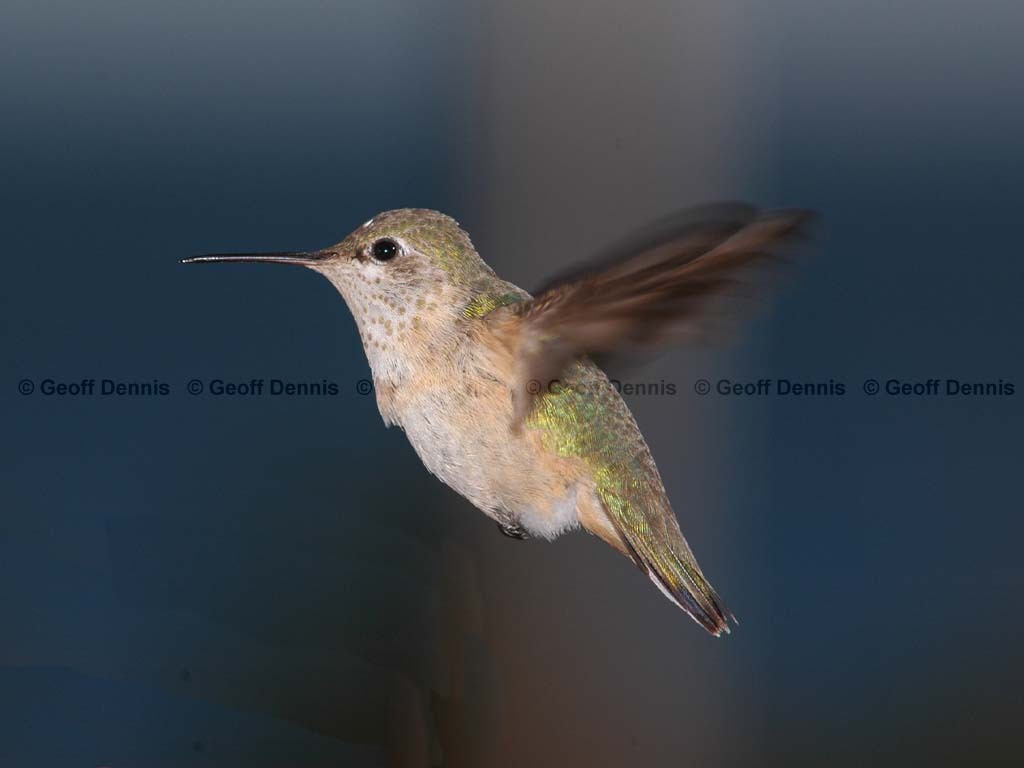rarities_Calliope-Hummingbird