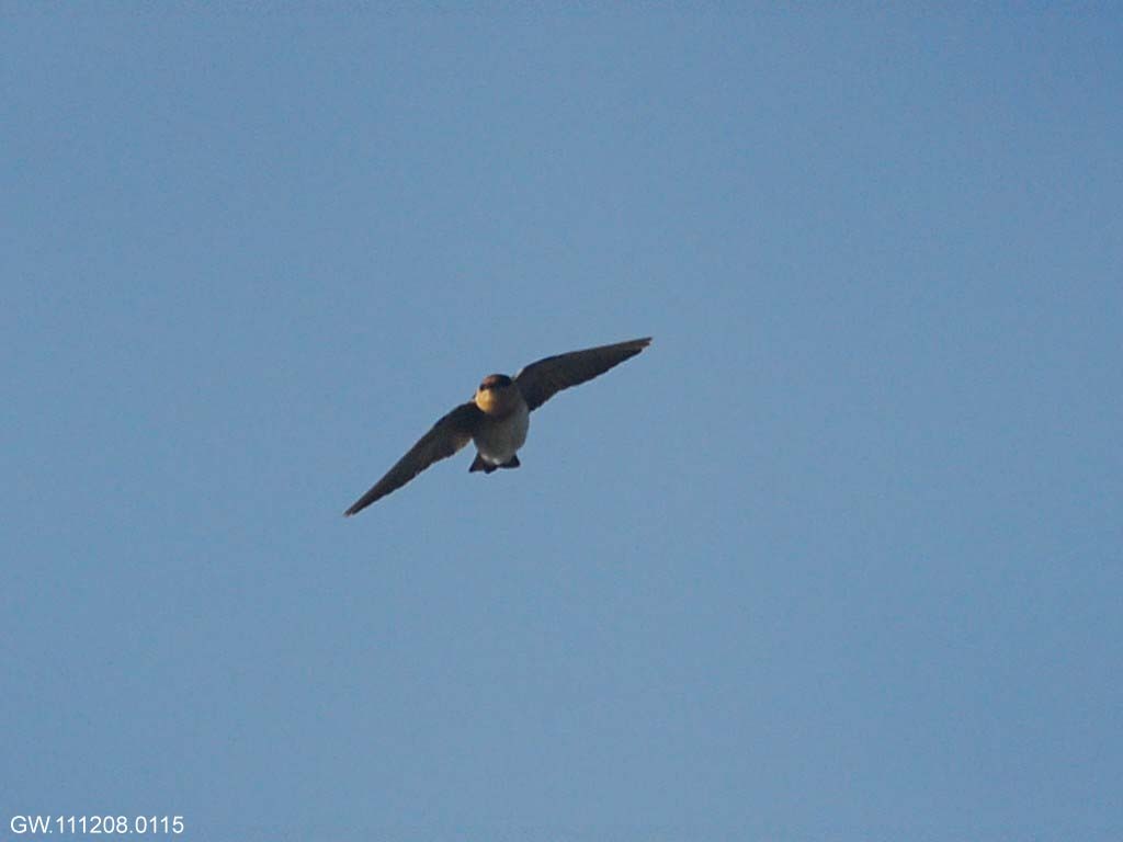 rarities_Cave-Swallow_1