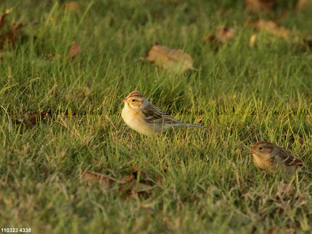 rarities_Clay-colored-Sparrow_2