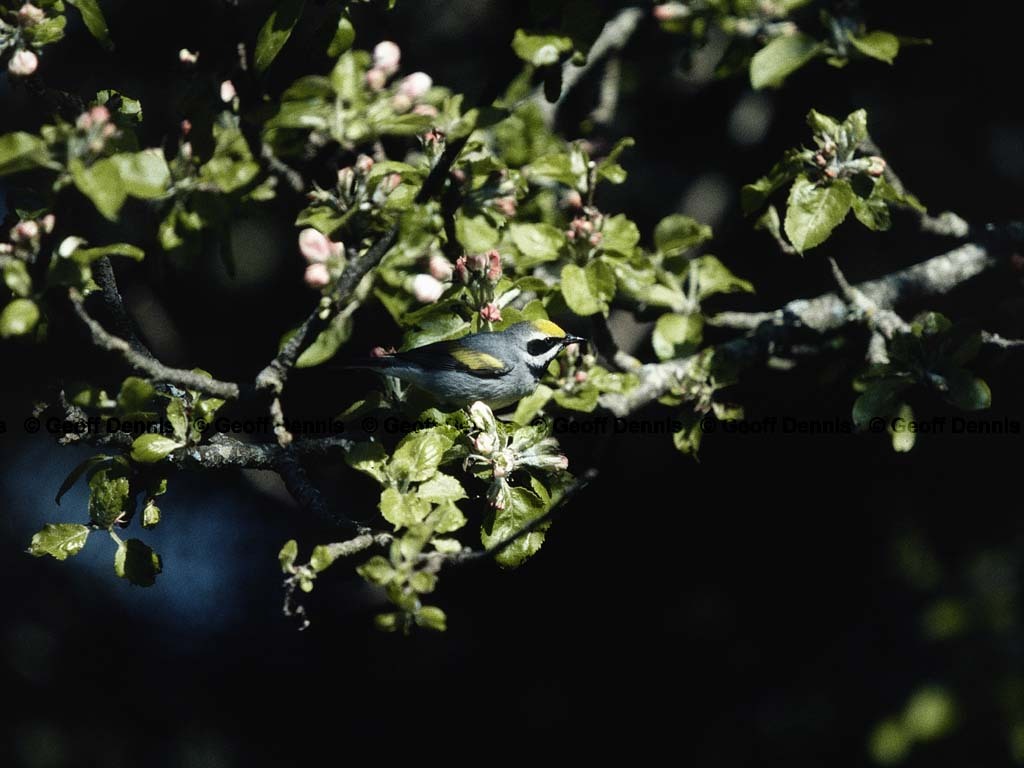 rarities_Golden-winged-Warbler_1
