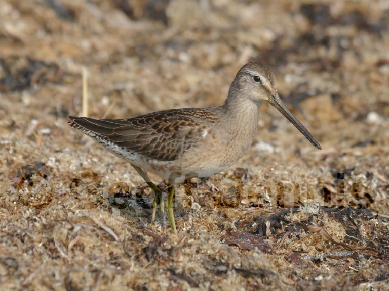 rarities_Long-billed-Dowitcher_1