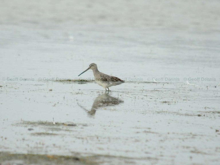 rarities_Long-billed-Dowitcher_2