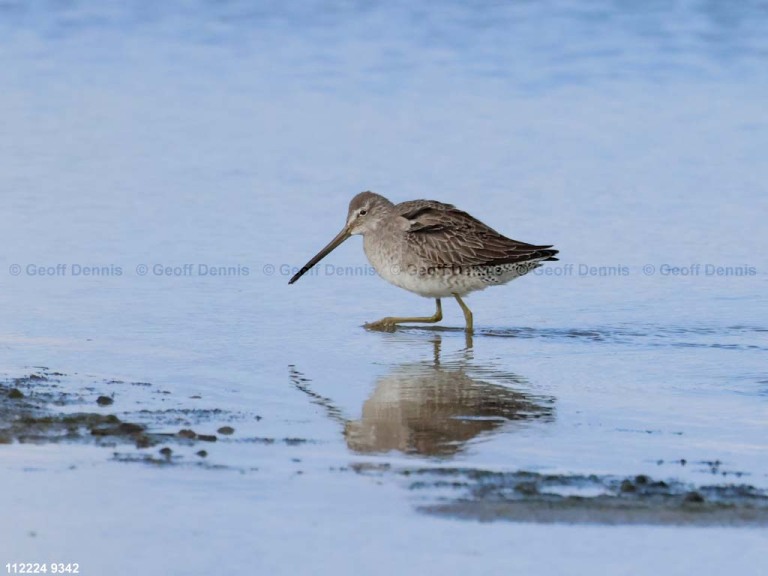 rarities_Long-billed-Dowitcher_3