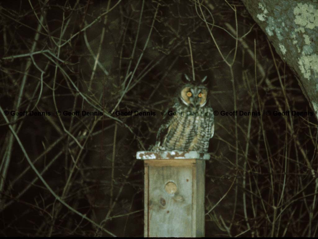 rarities_Long-eared-Owl