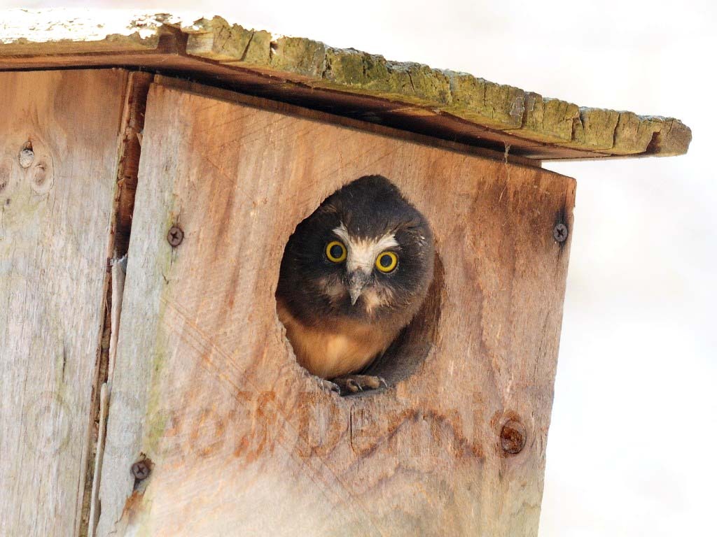 rarities_Northern-Saw-whet-Owl