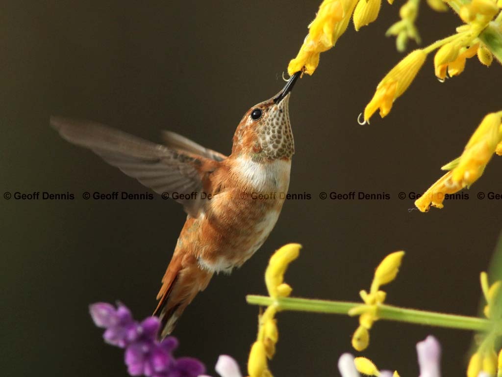 rarities_Rufous-Allens-type-Hummingbird