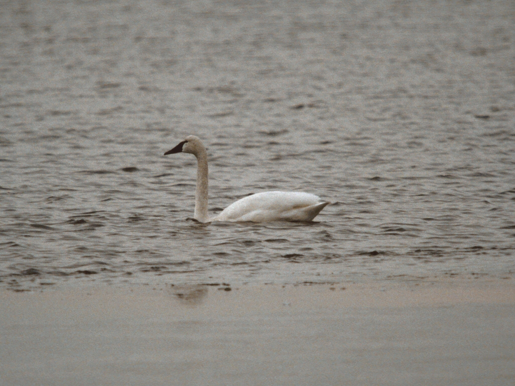 rarities_Tundra-Swan