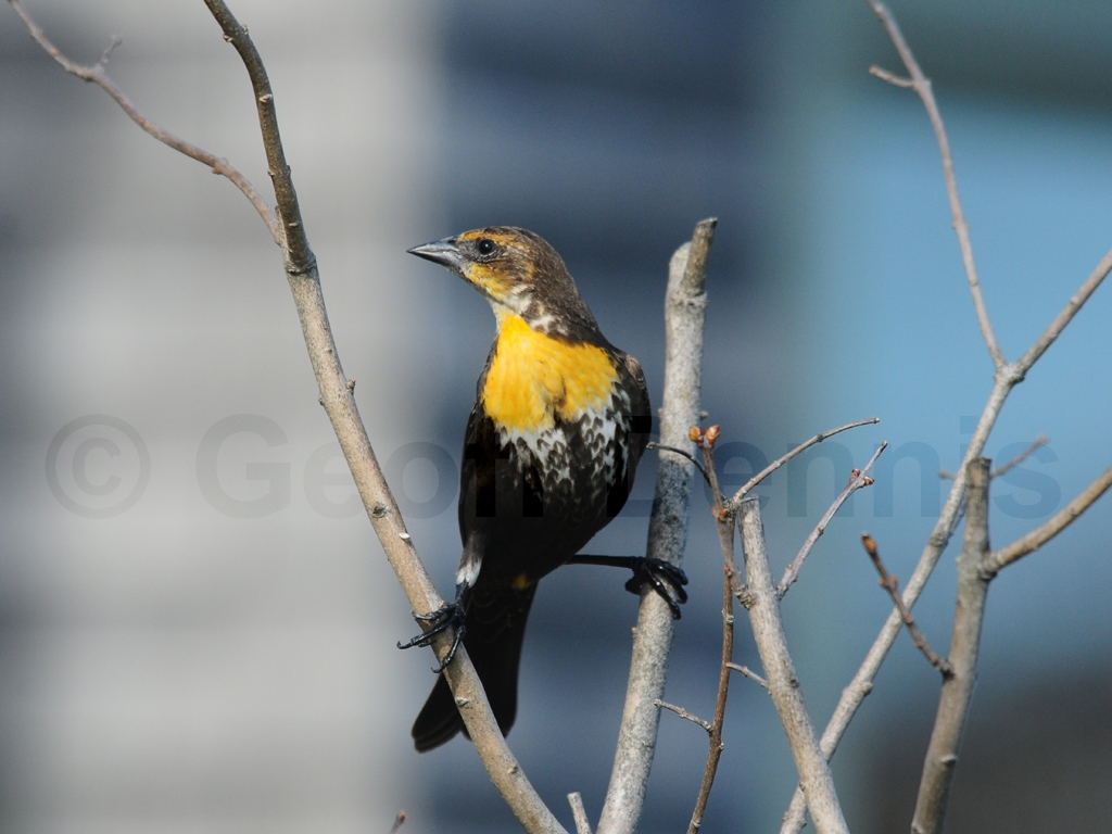 rarities_Yellow-headed-Blackbird