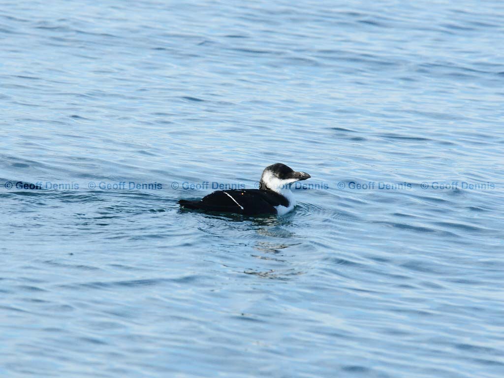 RAZO-AA_Razorbill