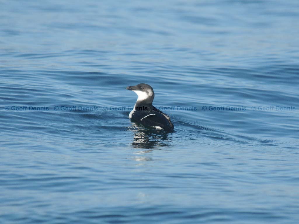 RAZO-AB_Razorbill