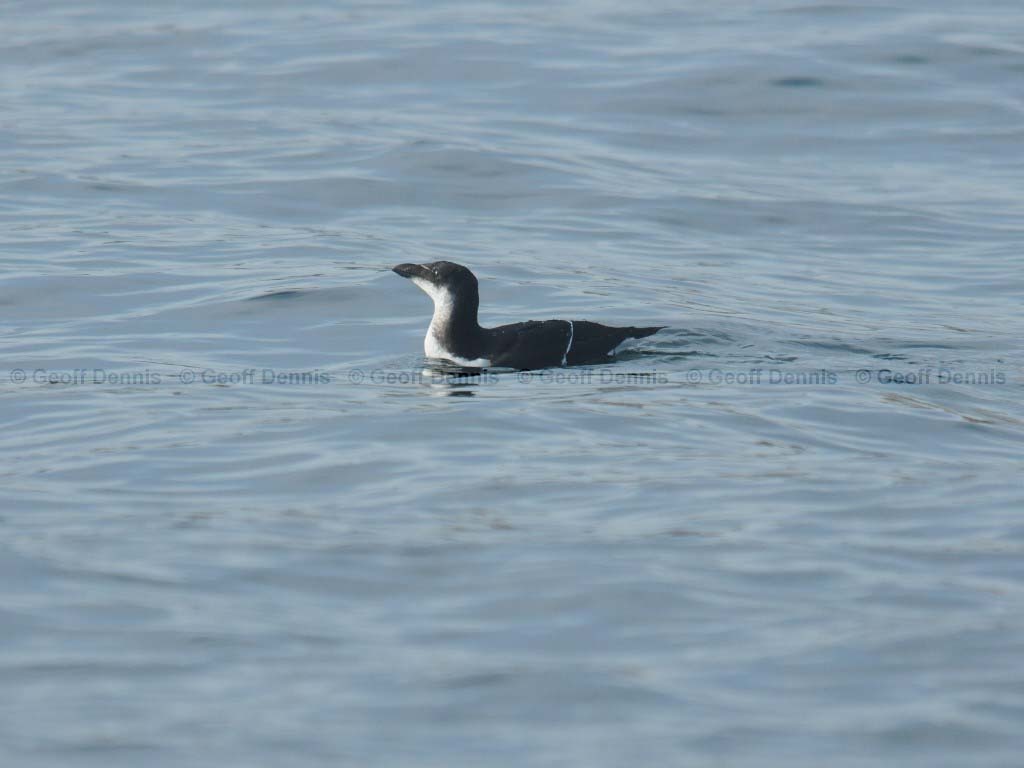 RAZO-AC_Razorbill