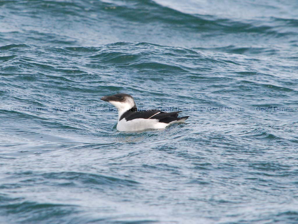 RAZO-AD_Razorbill