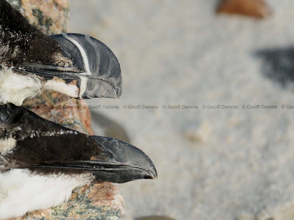 RAZO-AE_Razorbill