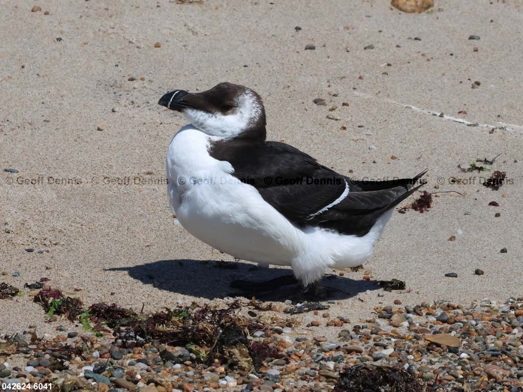 RAZO-AF_Razorbill