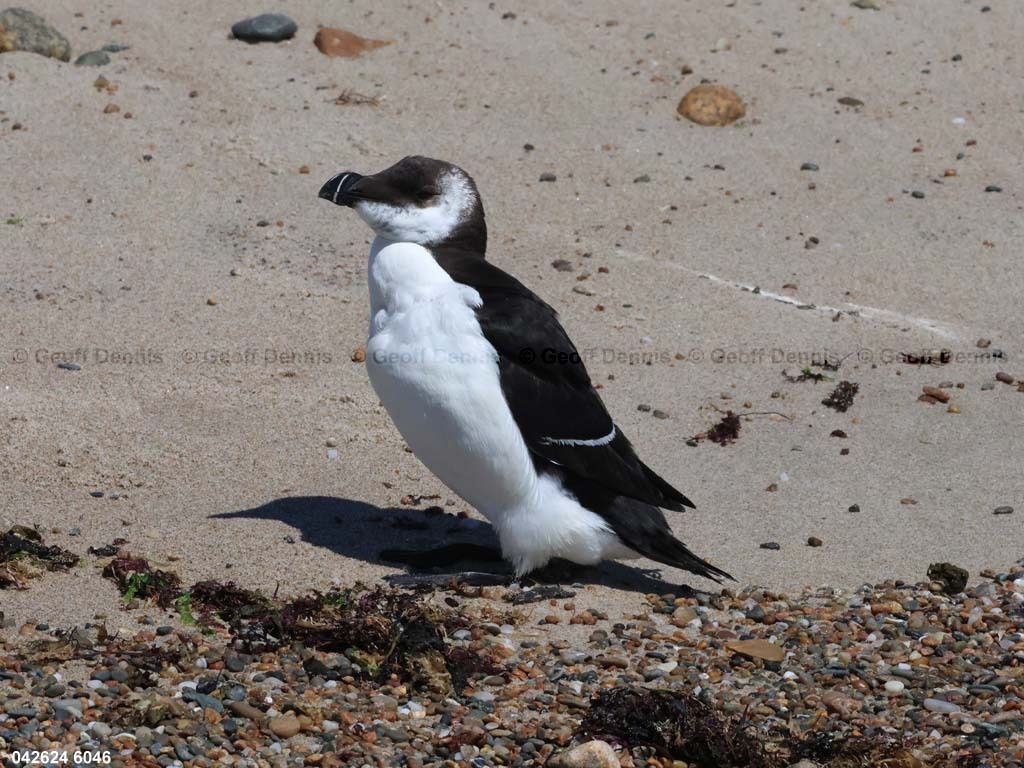 RAZO-AG_Razorbill