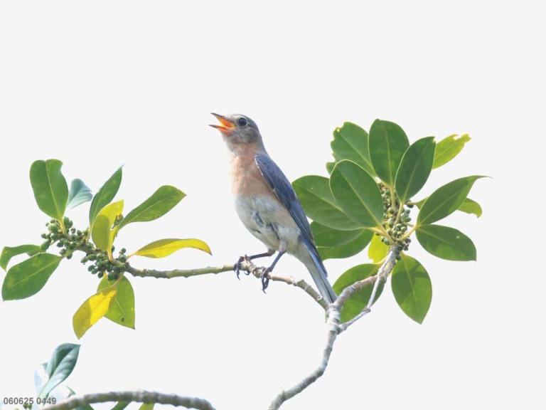 1_recent_Eastern-Bluebird