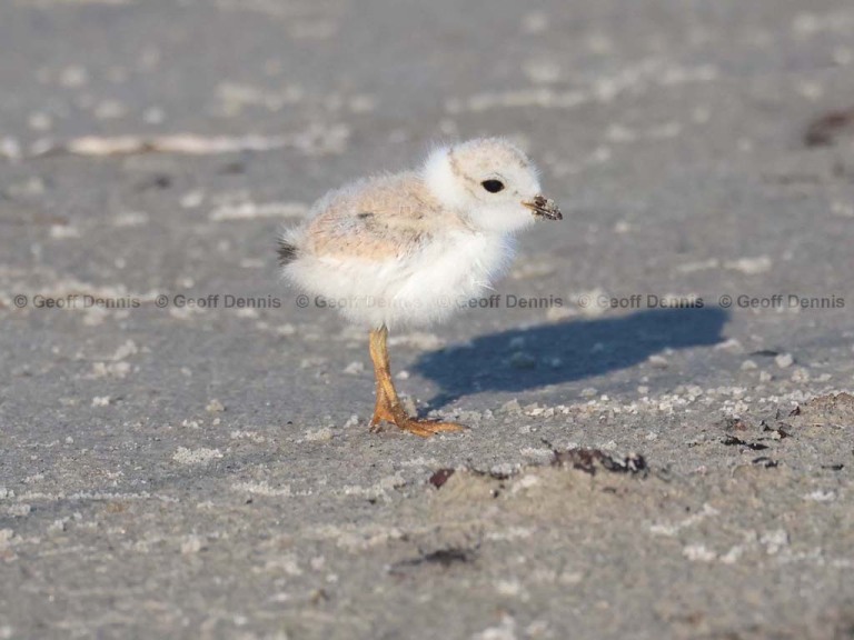HY_Piping-Plover_15_days