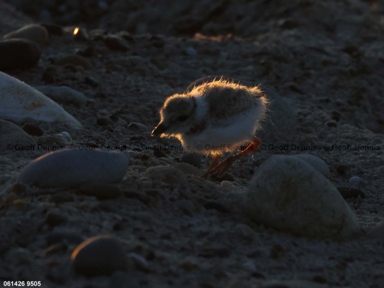 HY_Piping-Plover_18_days