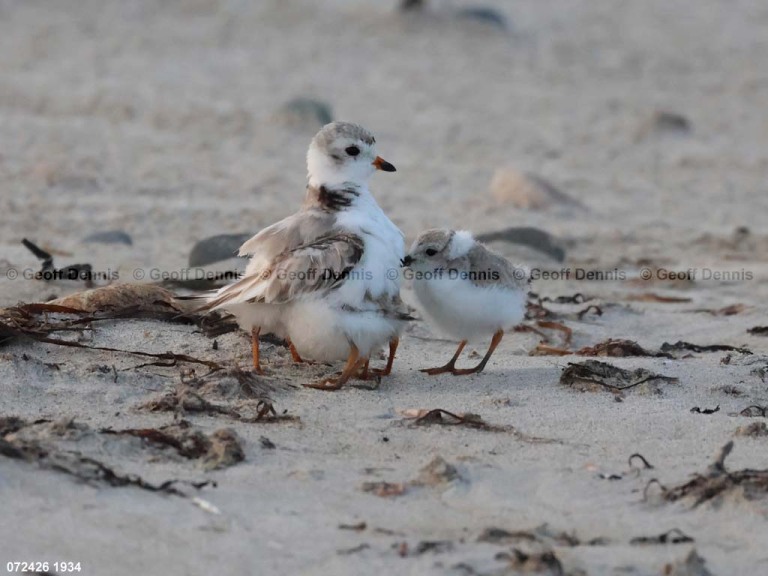 HY_Piping-Plover_19_days_brood