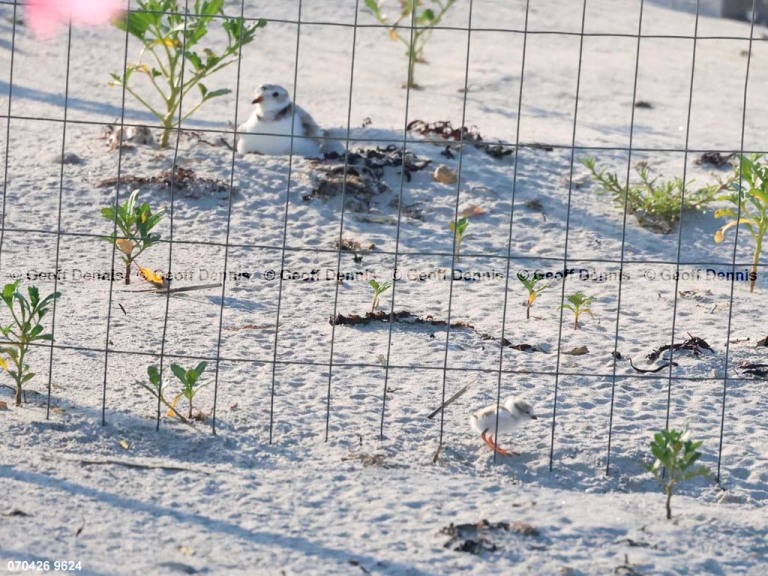 HY_Piping-Plover_1_day