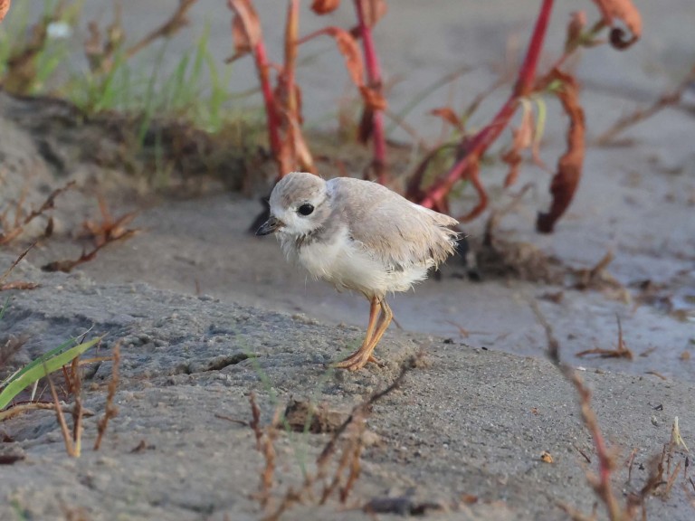 HY_Piping-Plover_27_days