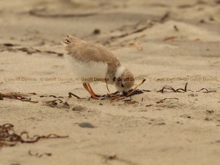HY_Piping-Plover_34_days