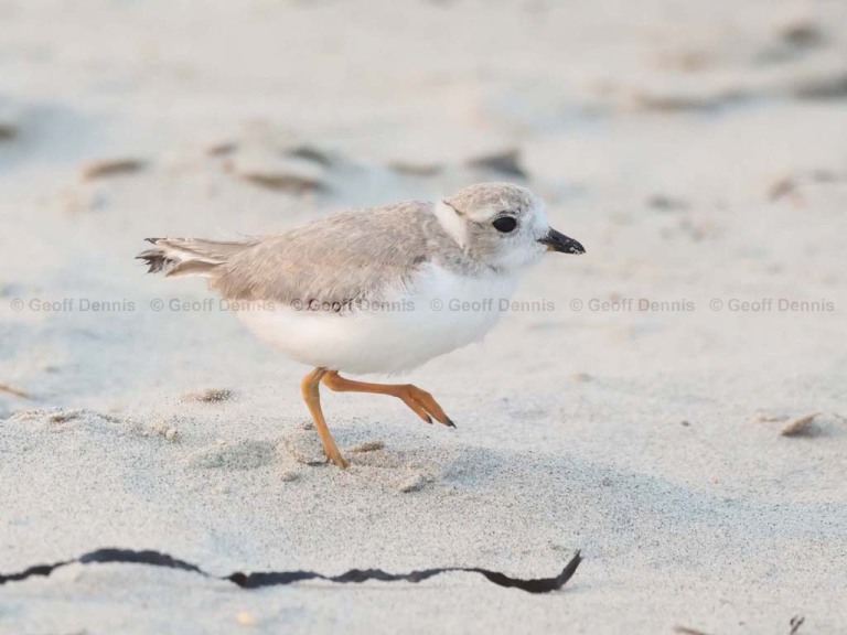 HY_Piping-Plover_35_days