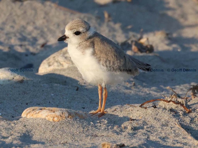 HY_Piping-Plover_38_days