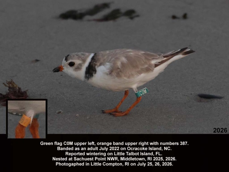 PIPL-18-BN_Piping-Plover
