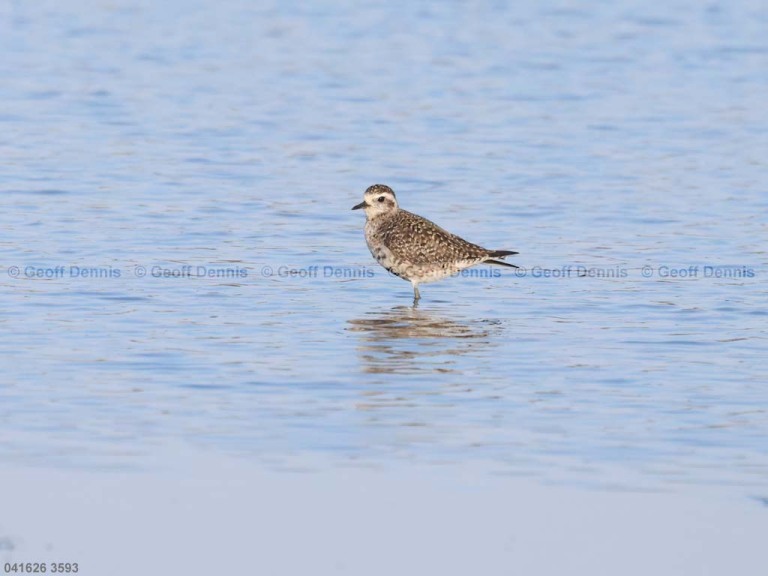 recent_American-Golden-Plover_one_a