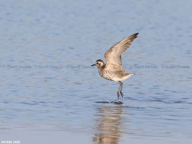 recent_American-Golden-Plover_one_b