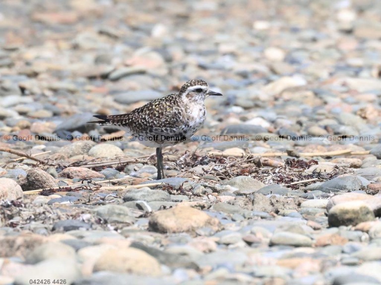 recent_American-Golden-Plover_two_a