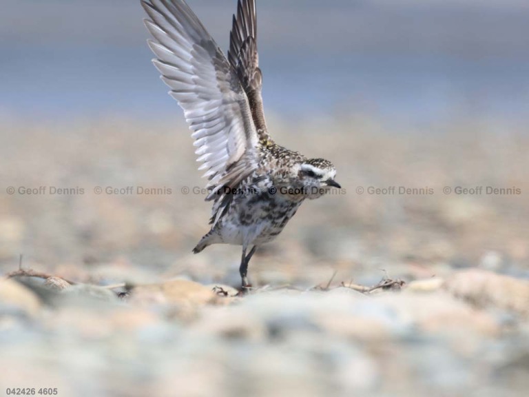 recent_American-Golden-Plover_two_b