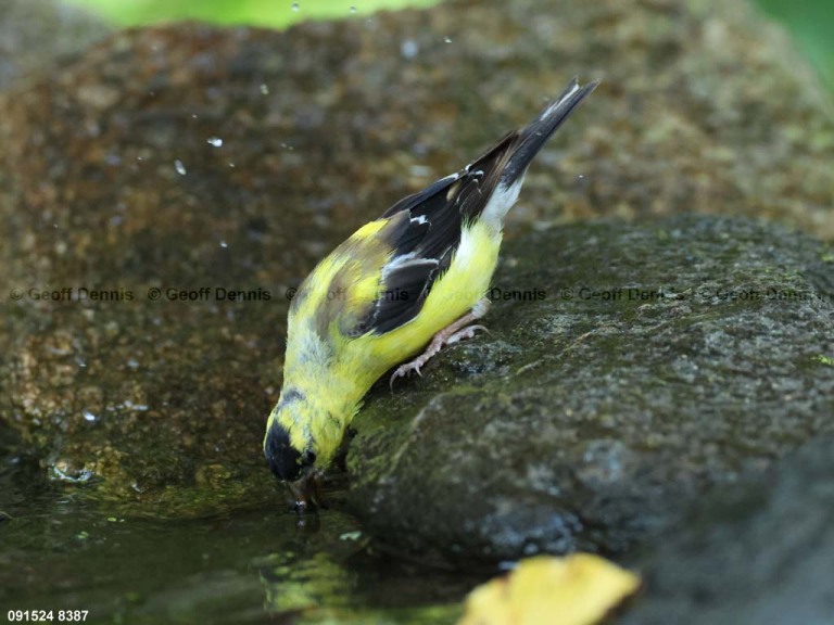 recent_American-Goldfinch-1