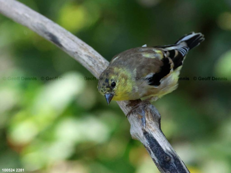 recent_American-Goldfinch-molt-Oct