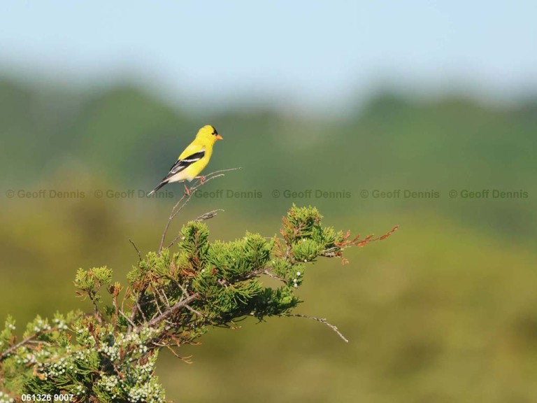 recent_American-Goldfinch