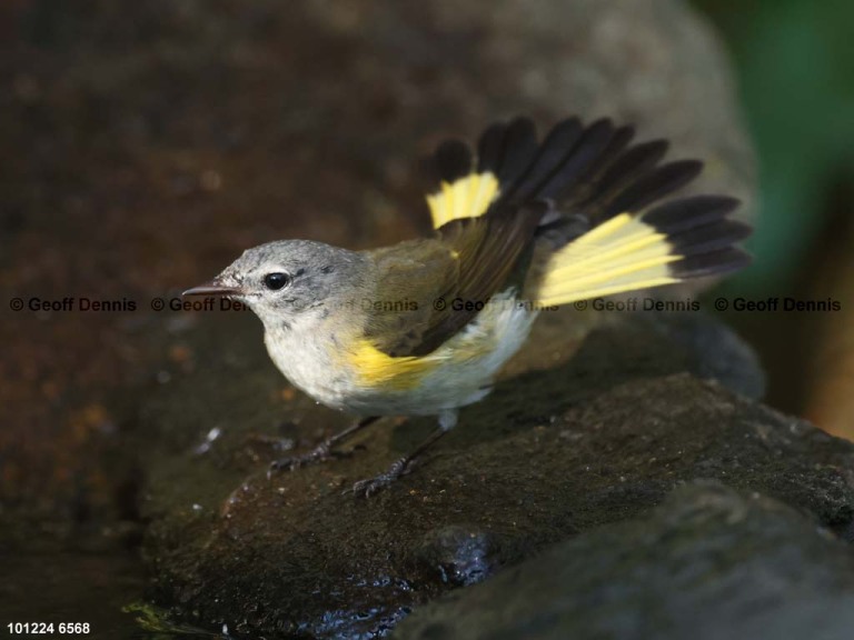 recent_American-Redstart-101224