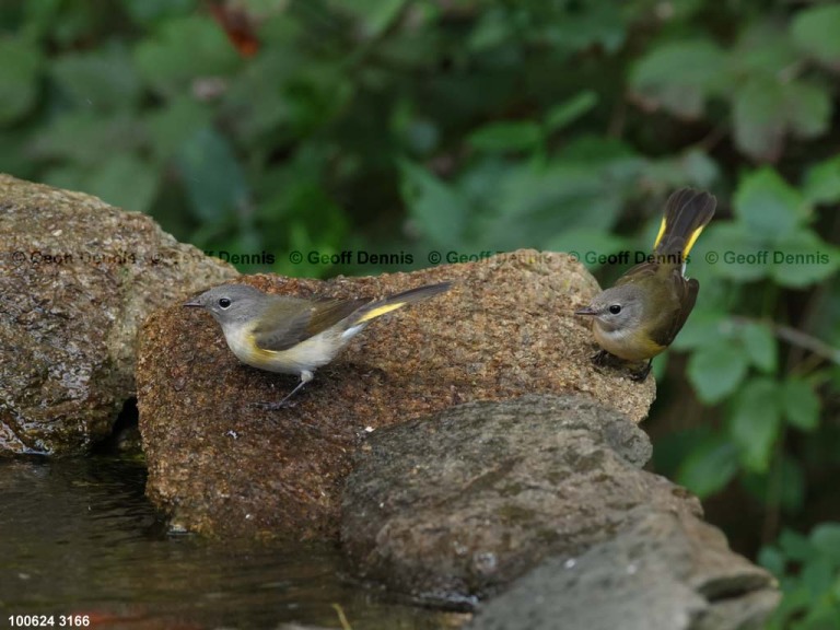 recent_American-Redstart-2birds-Oct