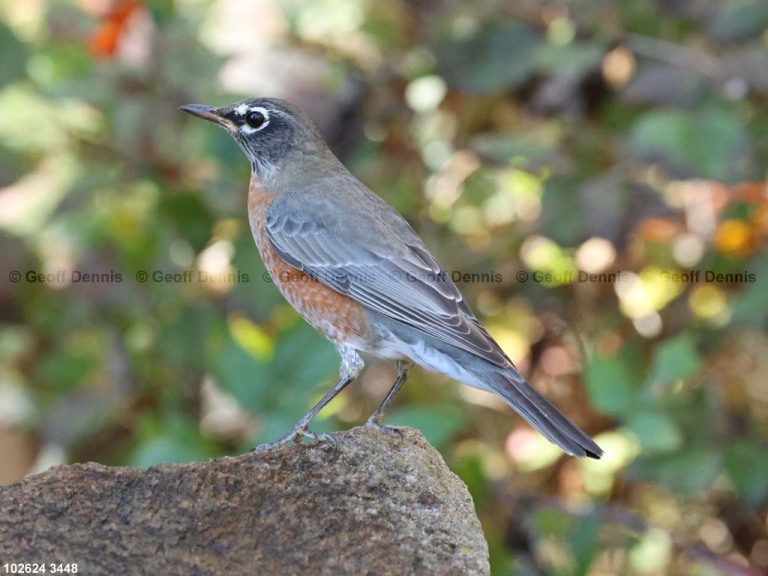 recent_American-Robin-im