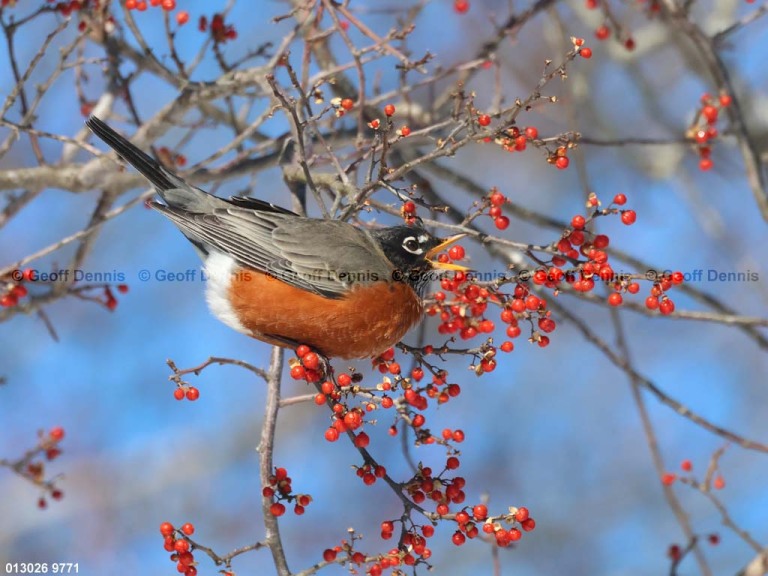 recent_American-Robin